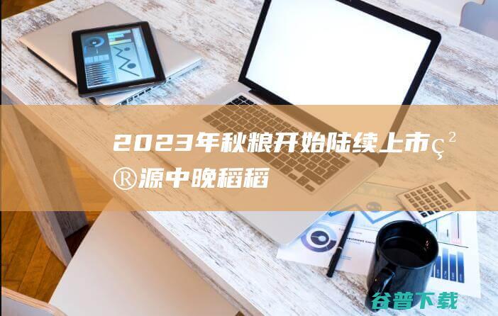 2023年秋粮开始陆续上市|粮源|中晚稻|稻谷