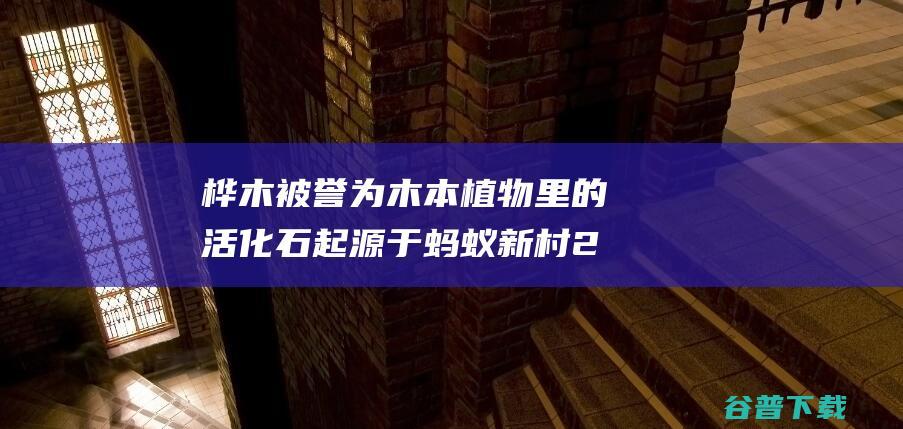 桦木被誉为木本植物里的活化石起源于蚂蚁新村2