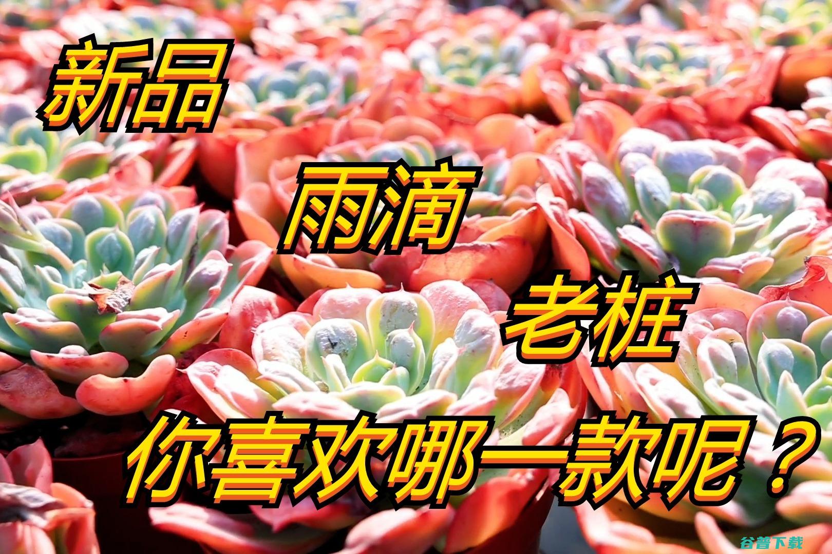 给大家介绍5款不要钱又好用的Office办公软件 (给大家介绍一种游戏的玩法)