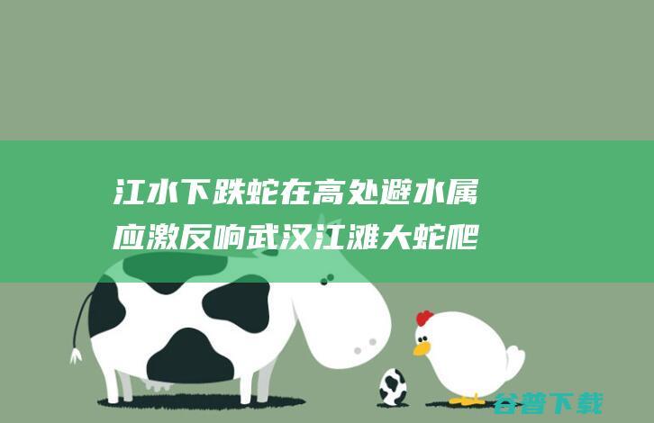 江水下跌 蛇在高处避水属应激反响 武汉江滩大蛇爬上监控杆！专家 (江里有水蛇吗)