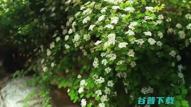 山花烂漫合理时之三裂绣线菊 香山云科普 (山花烂漫求下联)