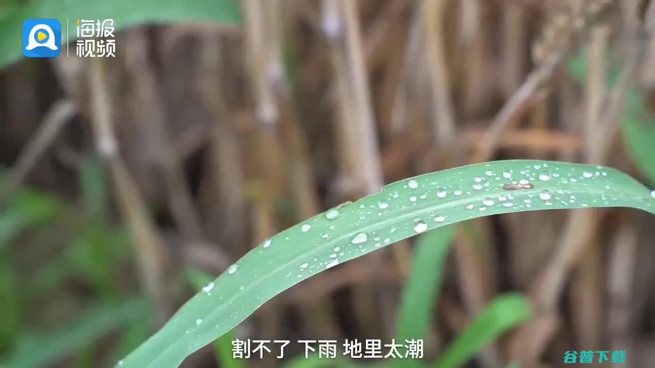 农民无奈接受芽麦雨口抢粮记河南南阳麦收基本完