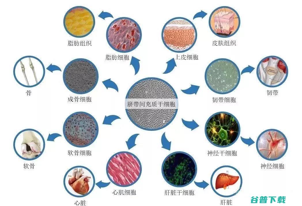 不同类型的干洗机多少钱 (不同类型的干细胞特性比较)