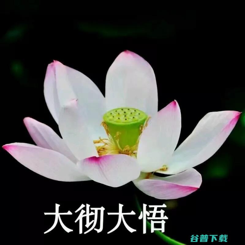 莲花l5用了什么发起机 (莲花l5评测)