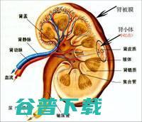 肾功能不全应该做检查