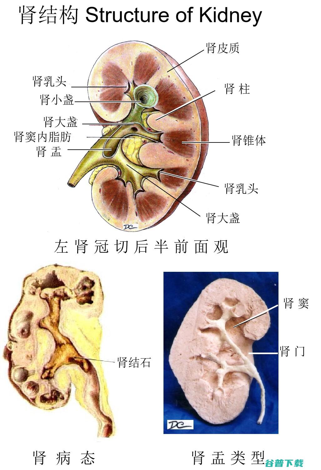 肾功能不全是肾衰竭的意思吗