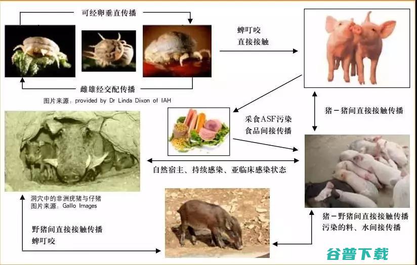 非瘟病毒在各种环境的存活时间