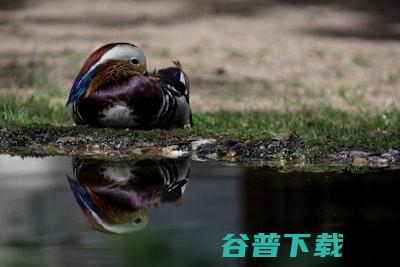 茶油鸭加盟要多少钱 (茶油鸭加盟要多少费用)