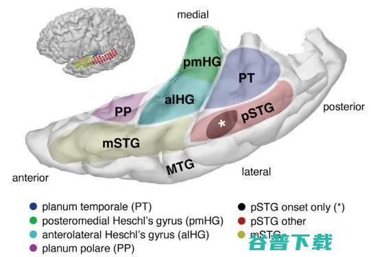 最新研究：声音和词语在大脑中并行处理