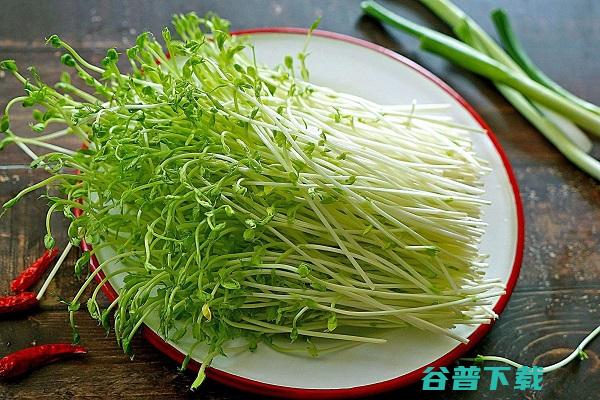 怎样来加盟芽菜 (加盟芽苗菜条件)