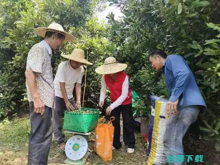 国产夏威夷果采收季开启：国产化让价格从百元降至十几元