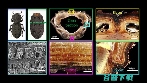 「物理防御」max！汽车压不扁的 2 厘米小甲虫登上 Nature，硬核仿生学灵感来了