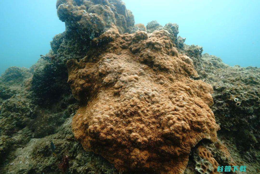 摸清北部湾的珊瑚家底从245种石珊瑚看生态多样