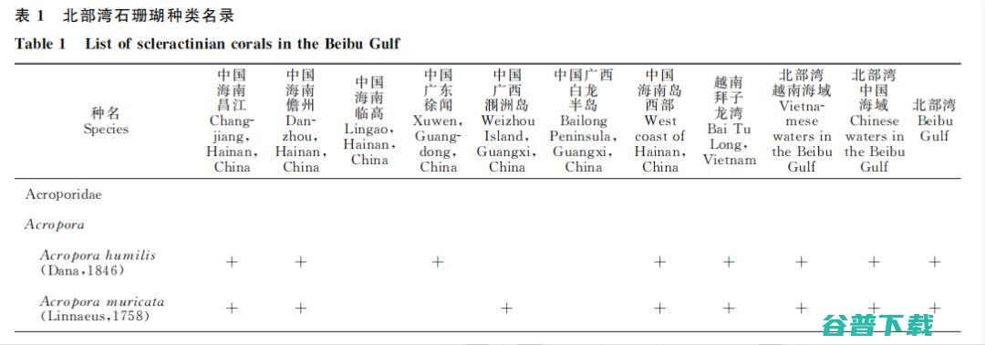 摸清北部湾的珊瑚家底从245种石珊瑚看生态多样