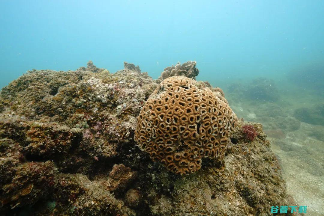 摸清北部湾的珊瑚家底从245种石珊瑚看生态多样