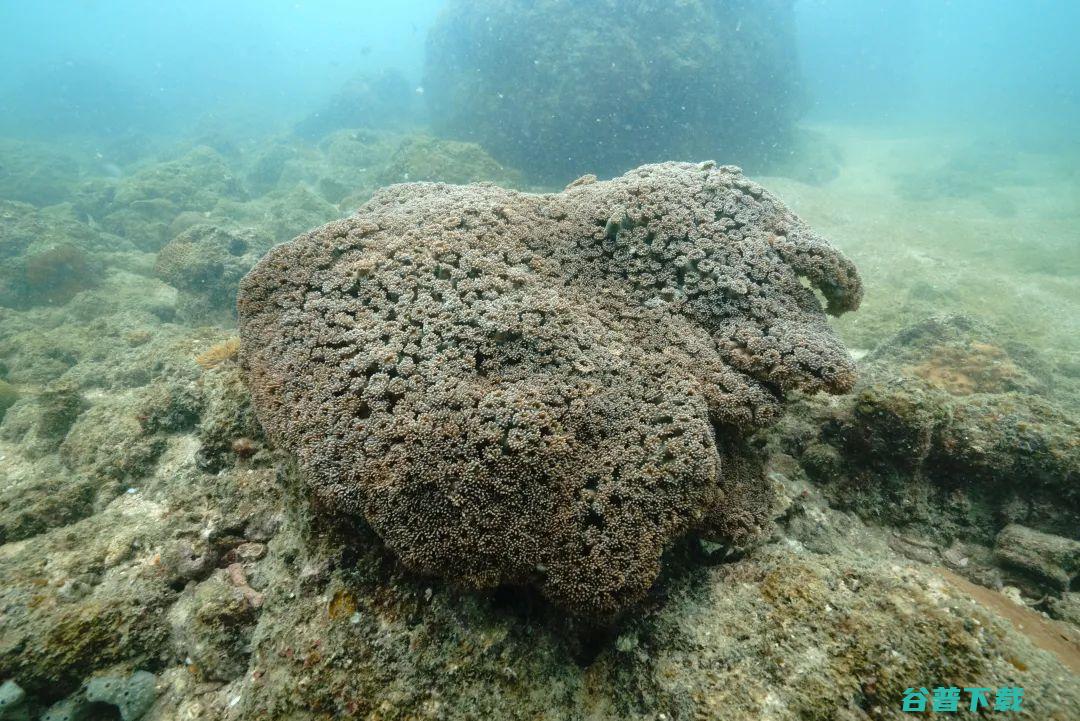 摸清北部湾的珊瑚家底从245种石珊瑚看生态多样