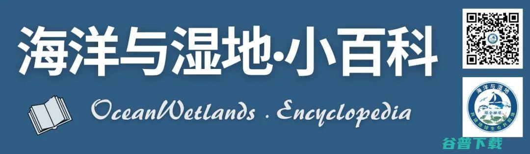 摸清北部湾的珊瑚家底从245种石珊瑚看生态多样