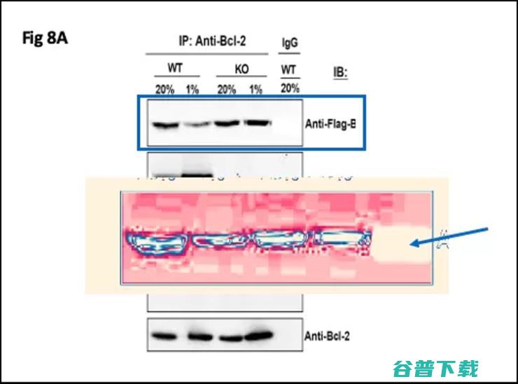 2019 诺奖得主陷入学术不端旋涡！30 余篇论文被指涉嫌 P 图造假，时间跨度长达 17 年，网友：真·科研以 P 图为本？