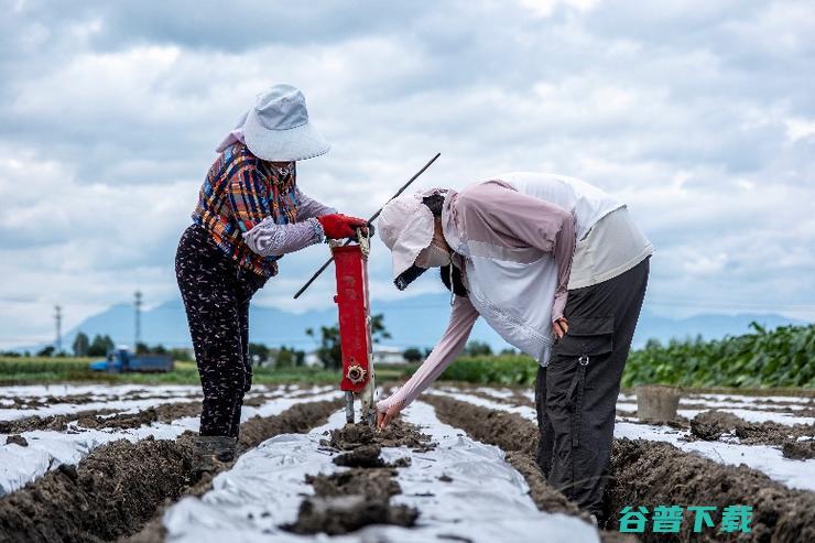 拼多多发布Q2，陈磊：坚定走高质量发展道路，投入百亿扶持新质商家