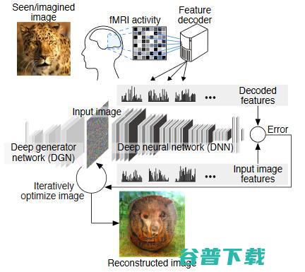 重建看到的图像 离 fMRI 再近一步 脑机接口 日本研究员根据大脑 (重建图片)