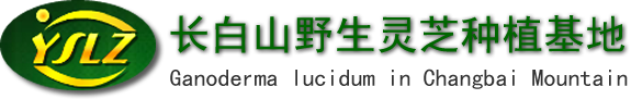 灵芝孢子粉,长白山野生灵芝,东北吉林山珍菌类